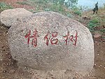 情侣树
