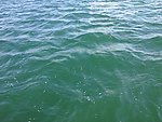 海水