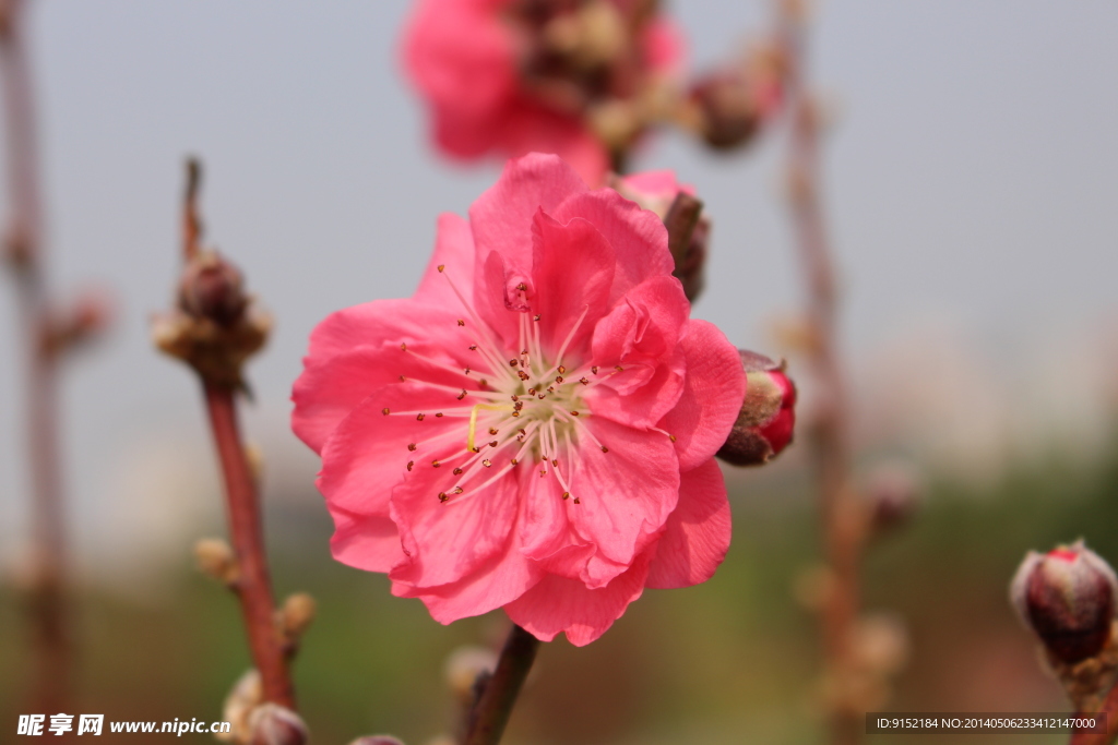 桃花