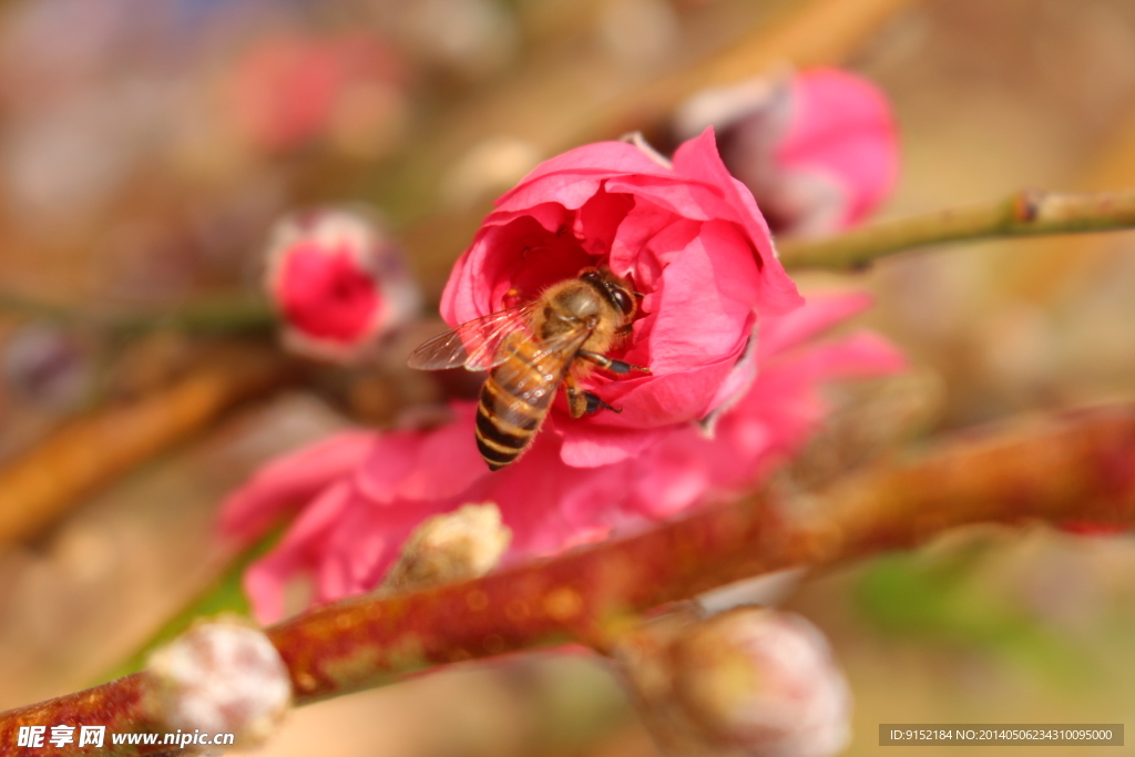 蜜蜂和桃花