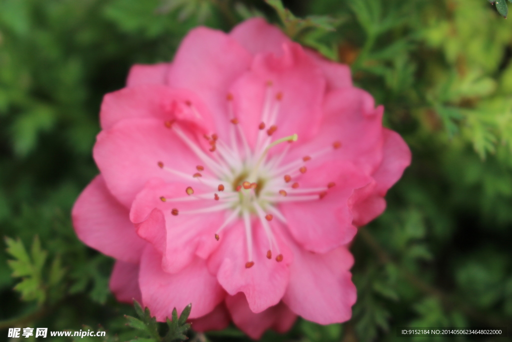 美丽桃花
