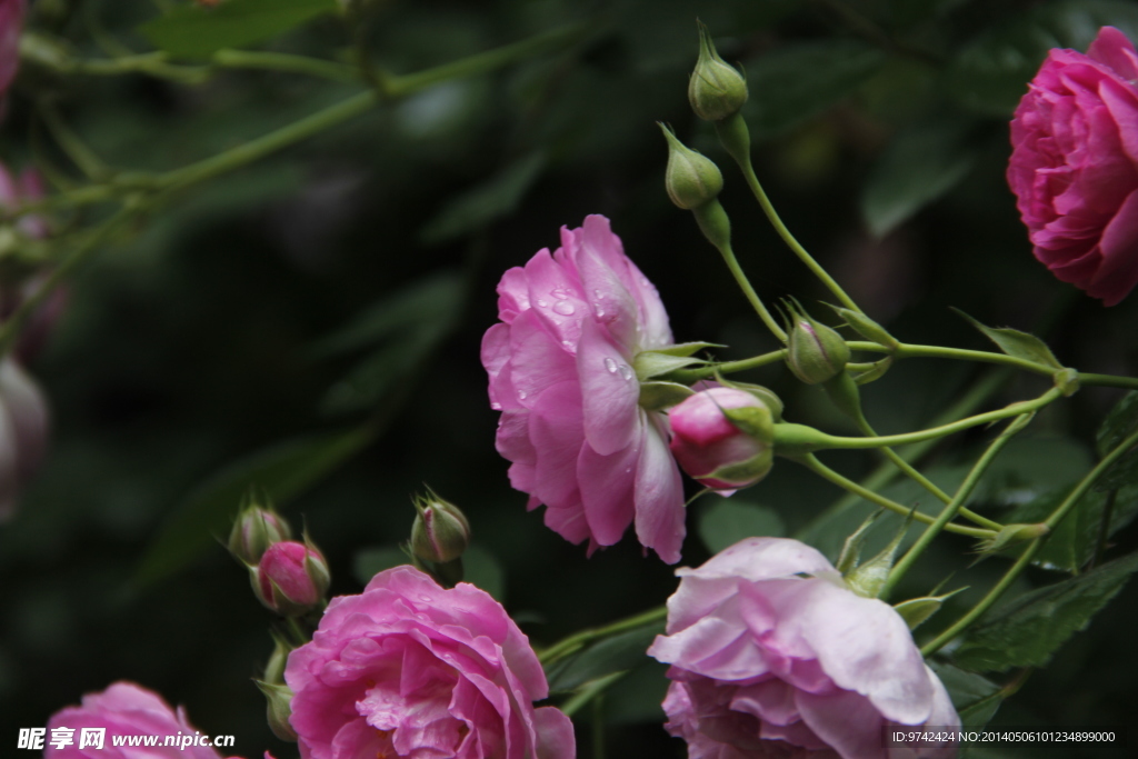 蔷薇花