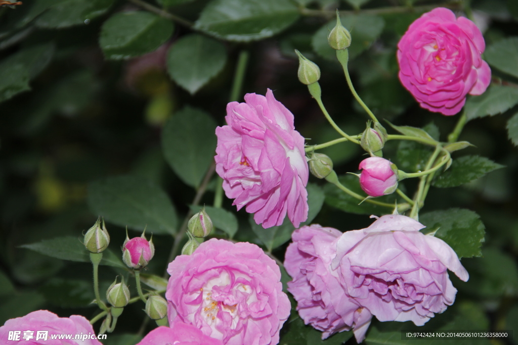 蔷薇花