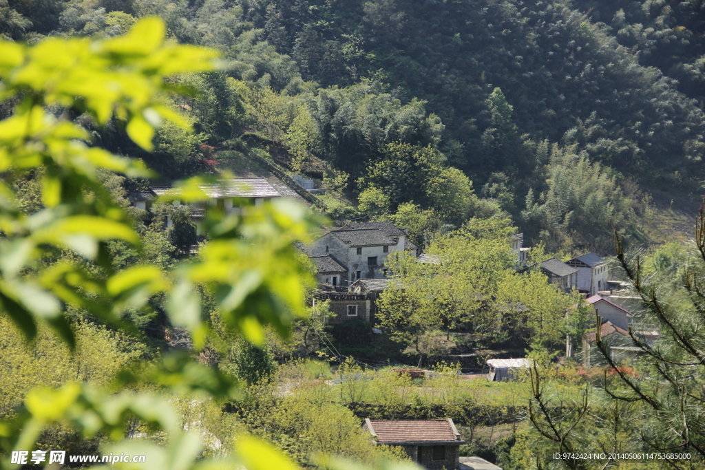 森林