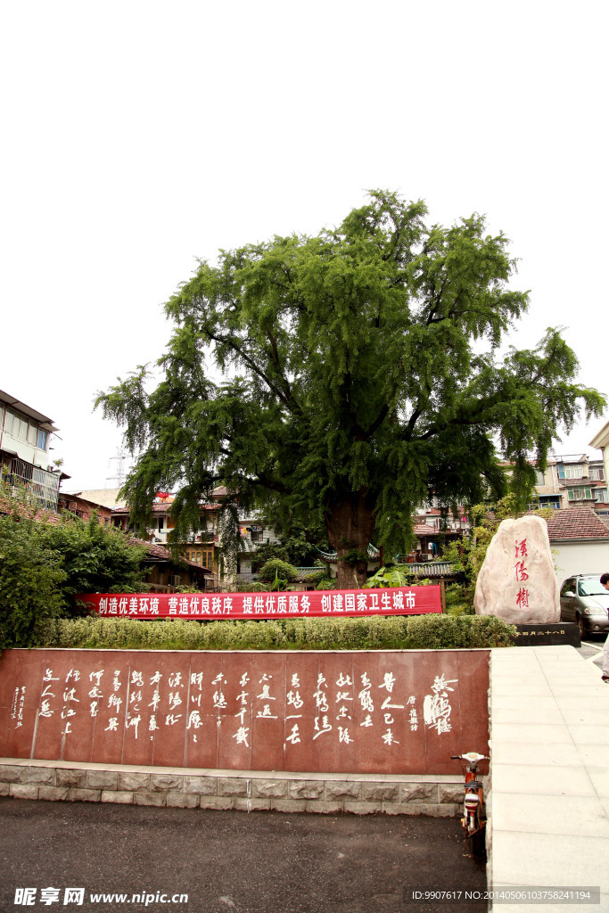汉阳树