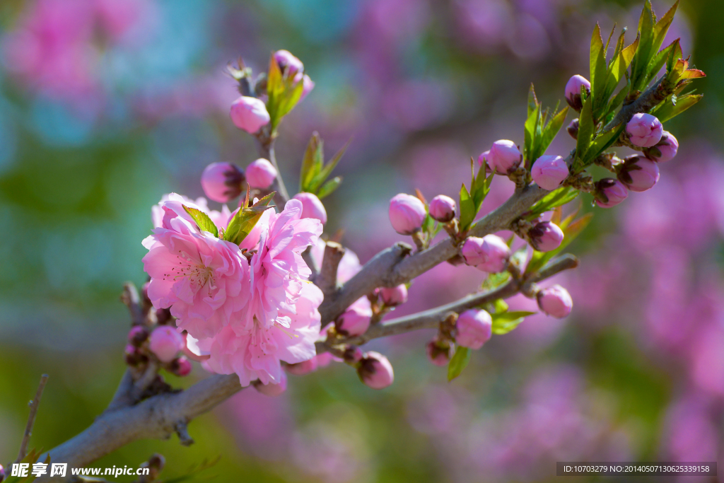 粉樱花