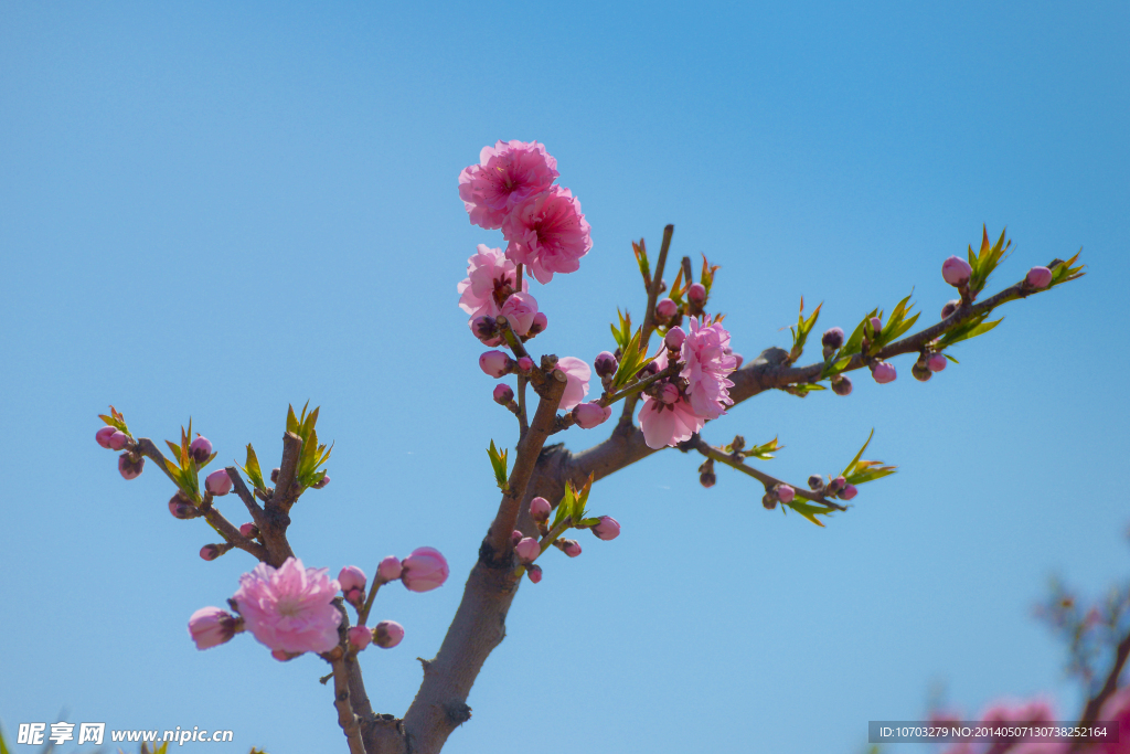 粉樱花