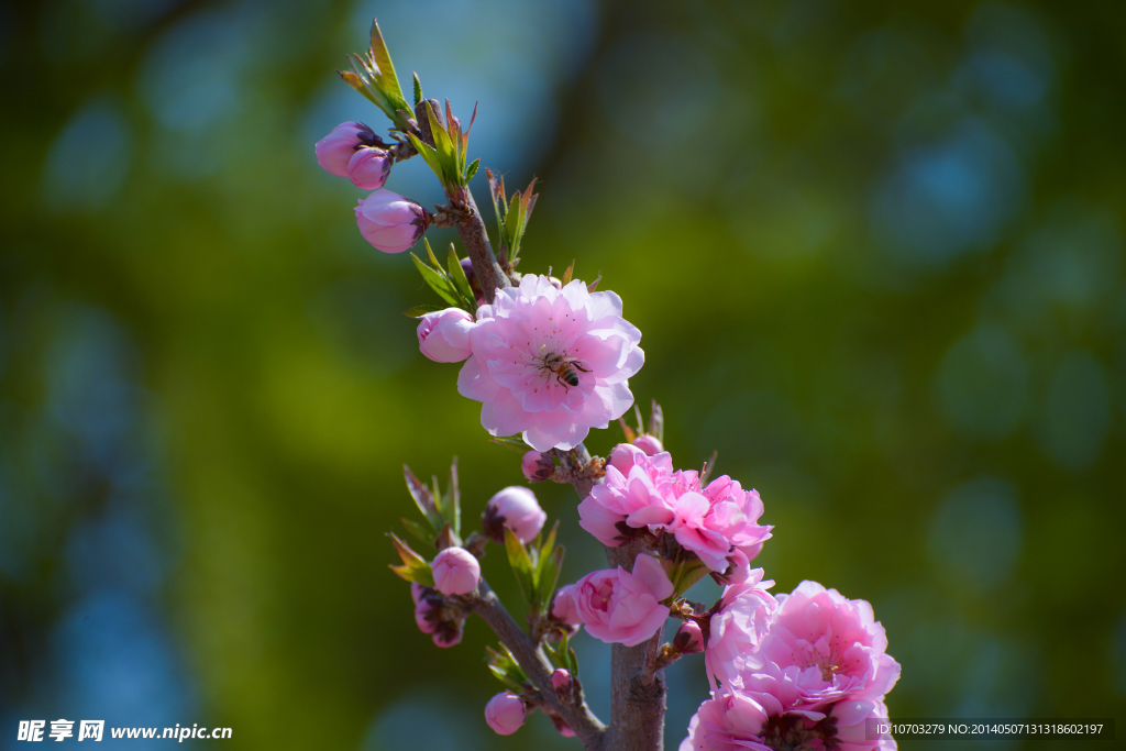 粉樱花
