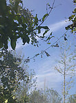 夏日晴空