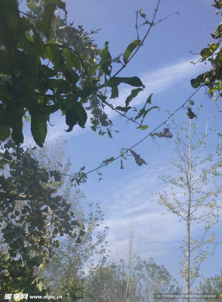 夏日晴空