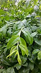 雨后石榴