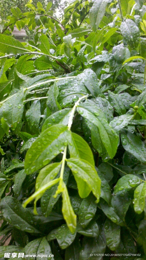 雨后石榴