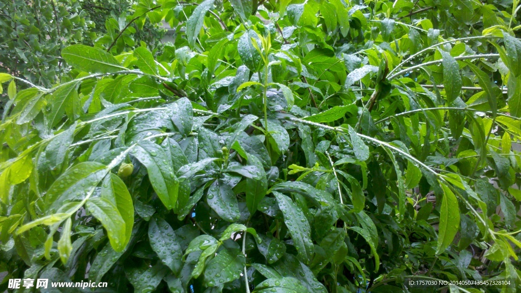 雨后石榴