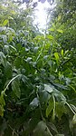 雨后石榴