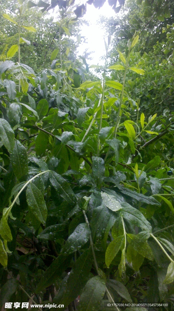 雨后石榴