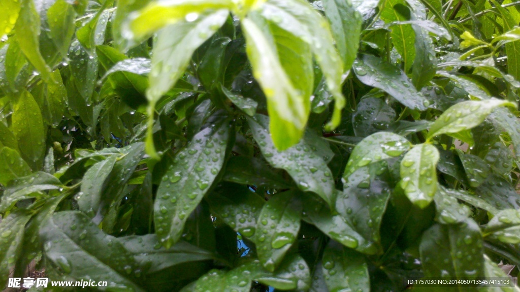 雨后石榴