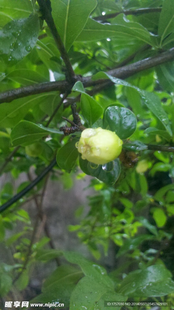 雨后石榴