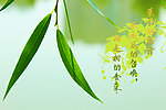 柳叶