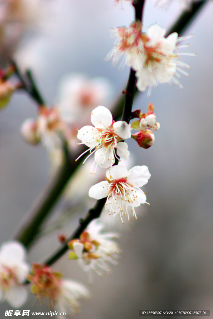 梅花香自苦寒来