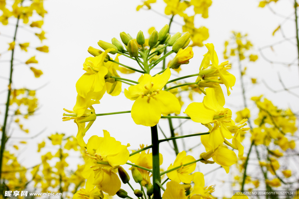 油菜花