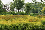 花丛