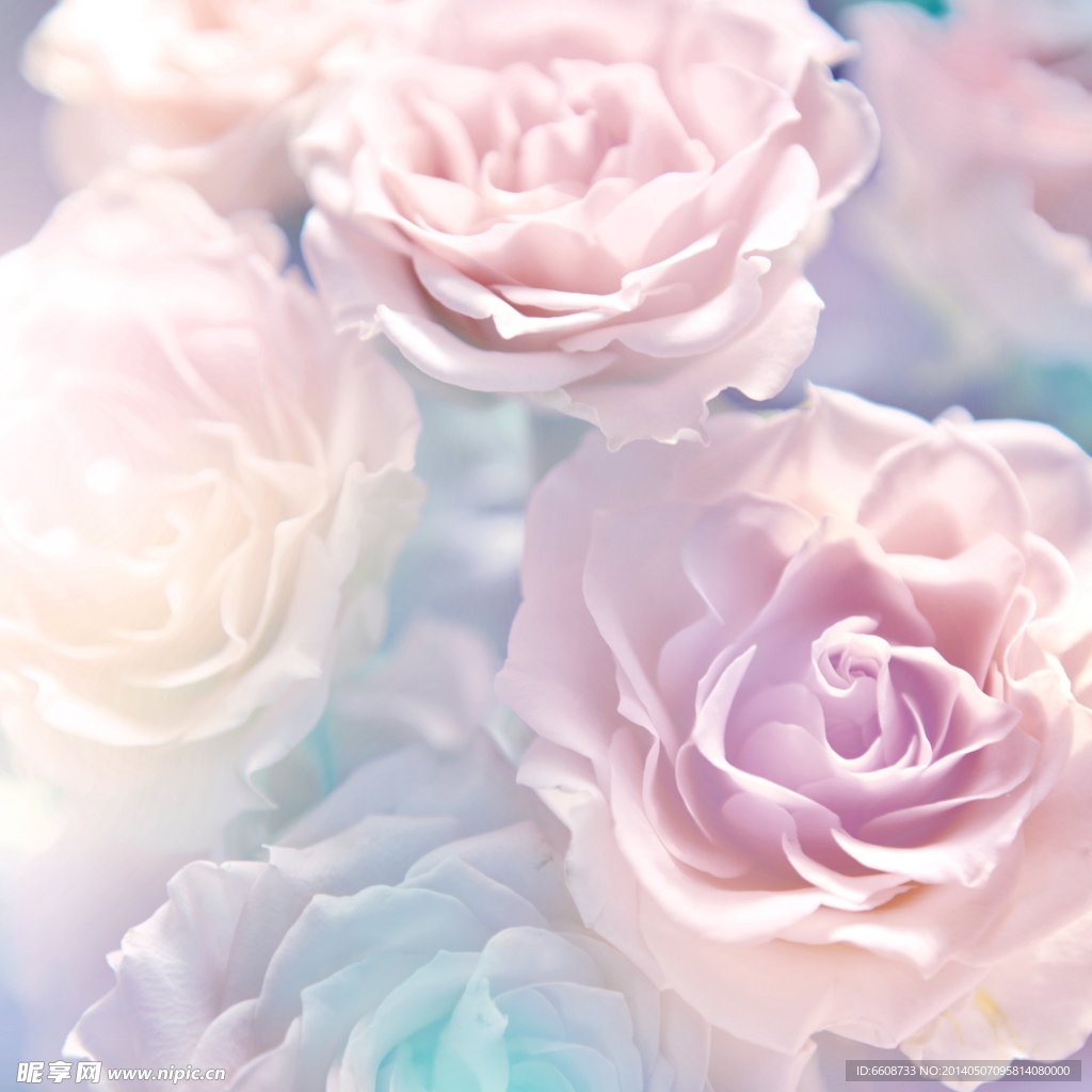 鲜花花朵