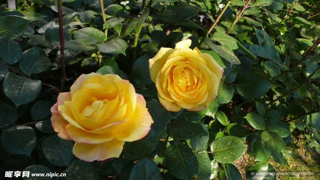 月季花