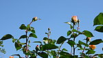 月季花