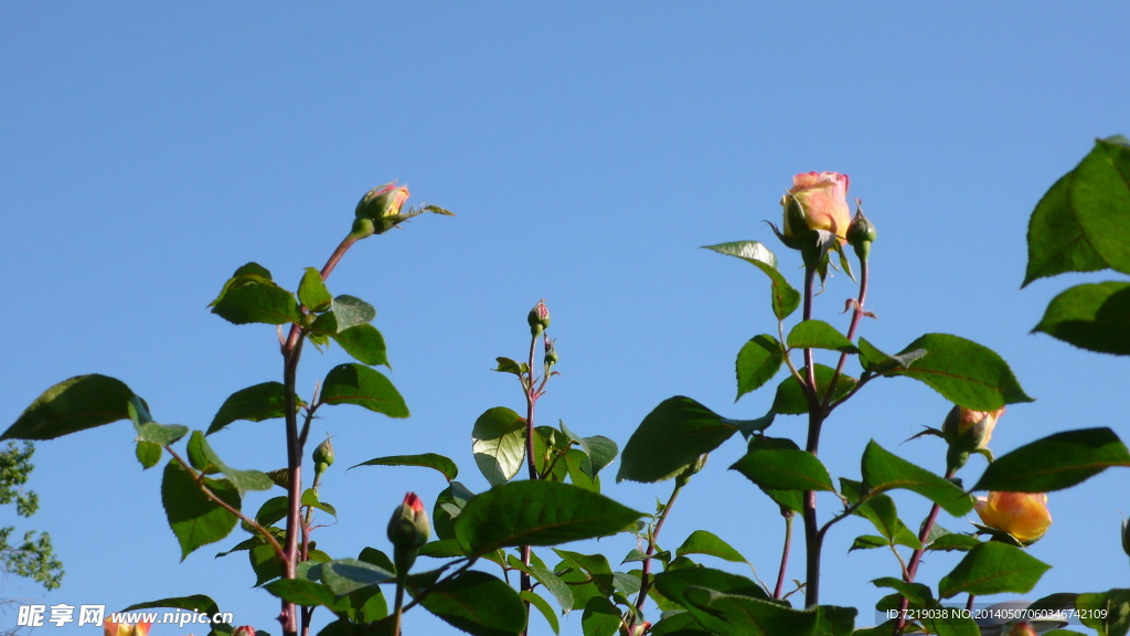 月季花