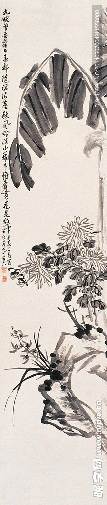 蕉叶菊花