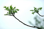 春发芽