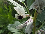 蚕豆花