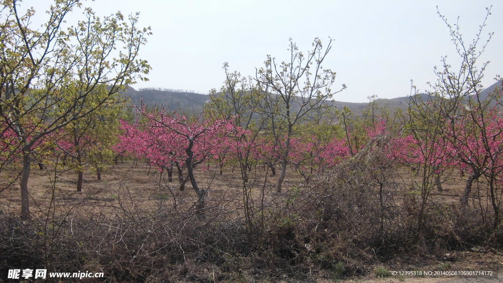 桃花