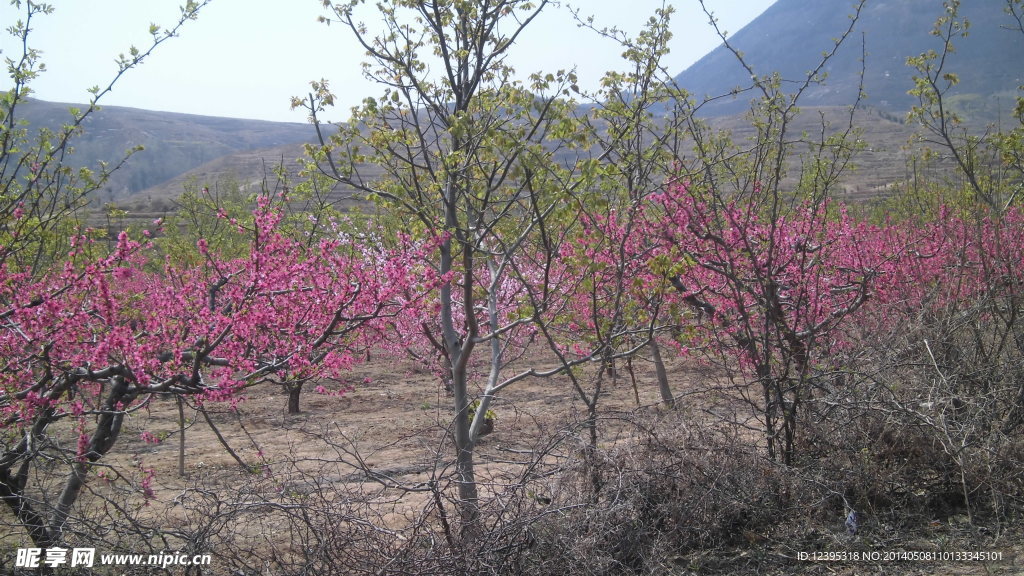 桃花