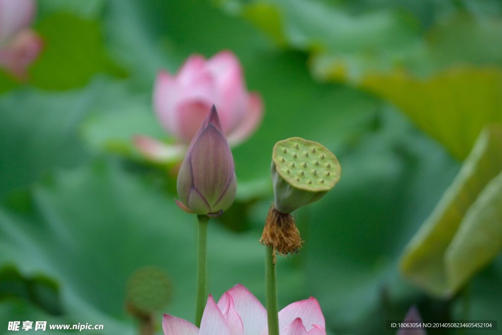 漂亮的莲花莲蓬