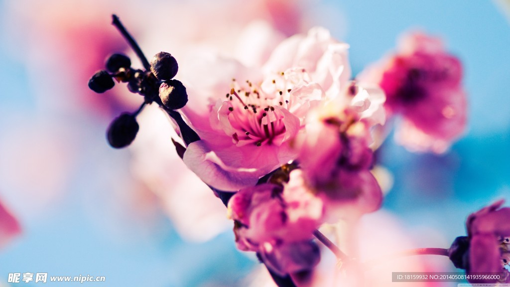 梅花