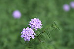 紫色花图片