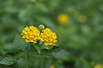 清新 花草