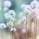 丁香花