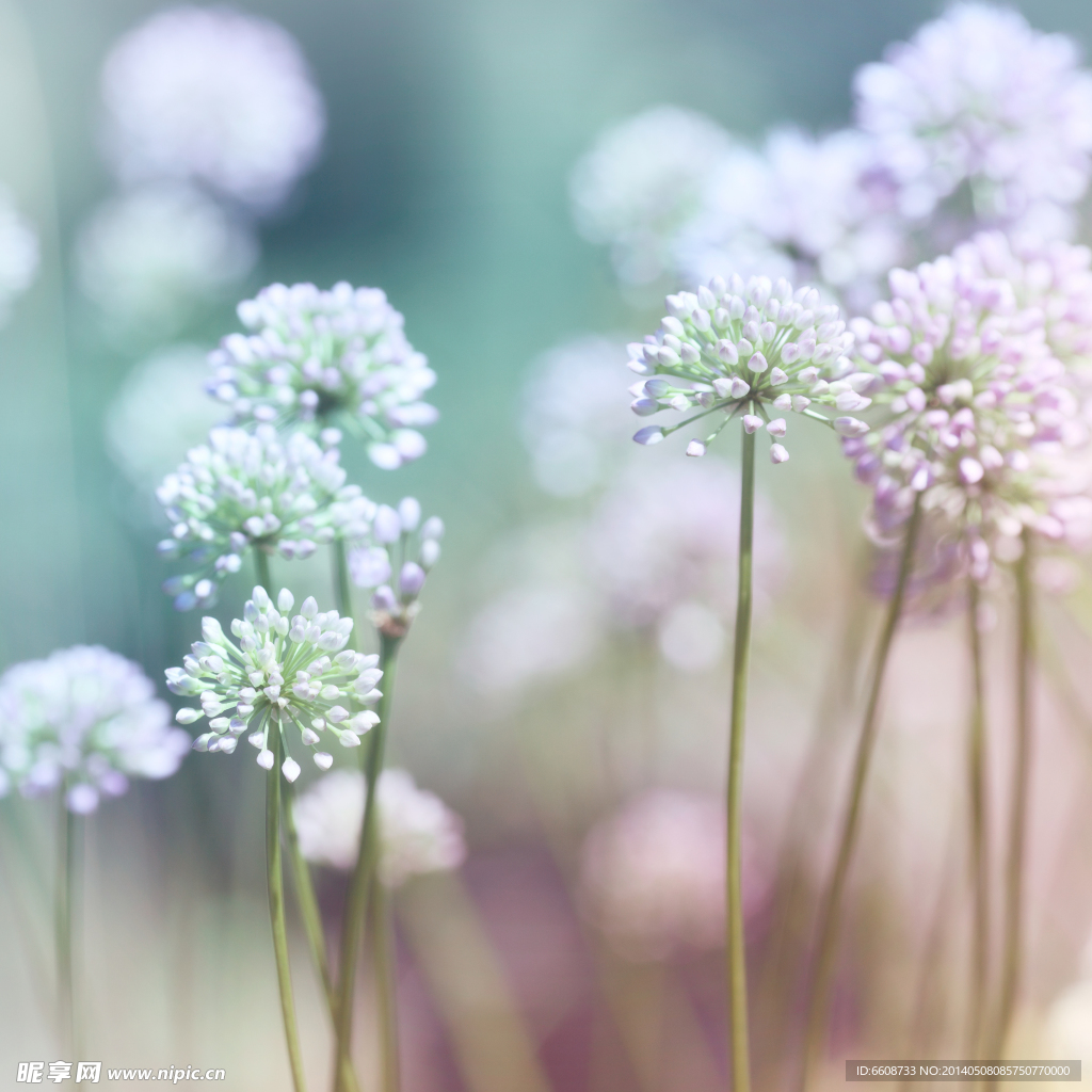 丁香花