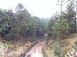 山体 松树林 水库