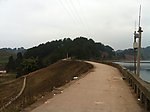 松树林素材