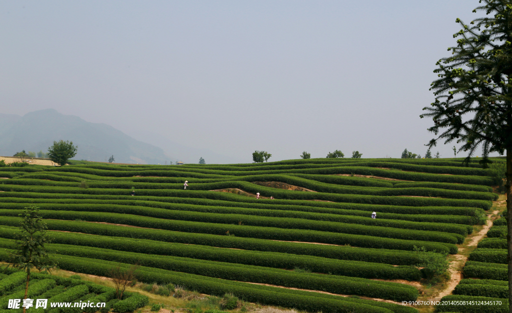茶园