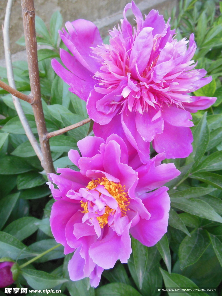芍药花