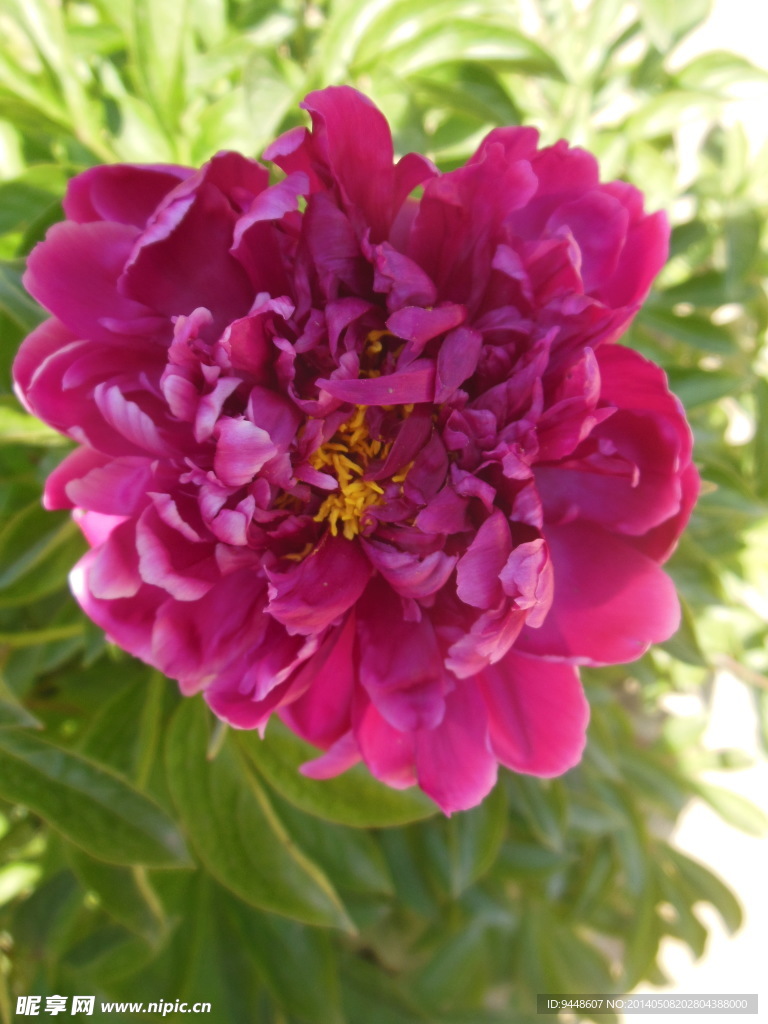 芍药花