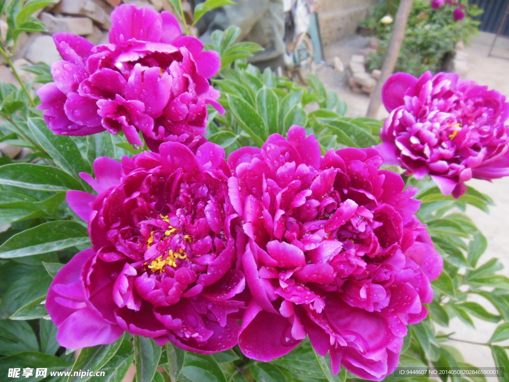芍药花