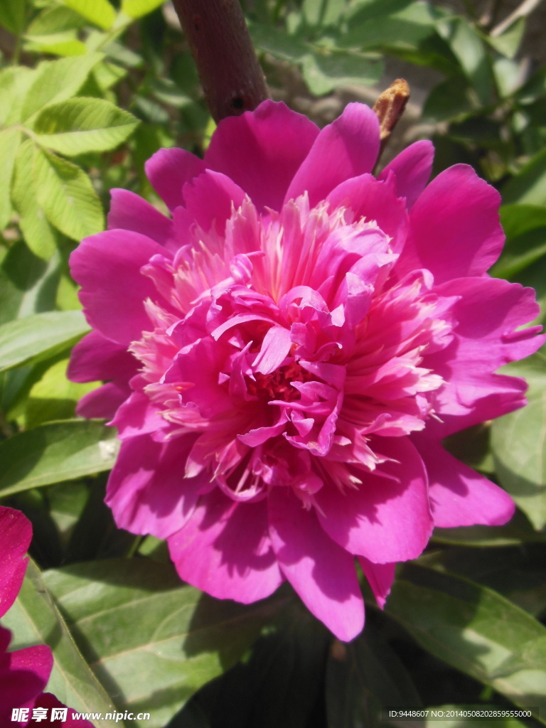 芍药花