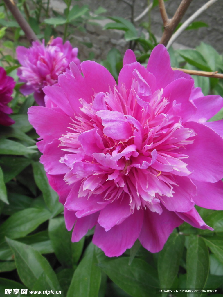 芍药花