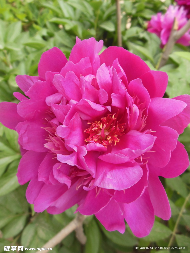 芍药花