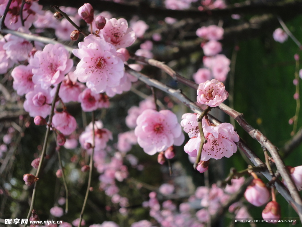 桃花